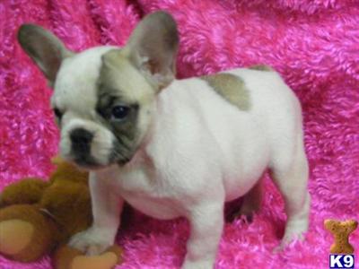 French Bulldog Puppies for Sale